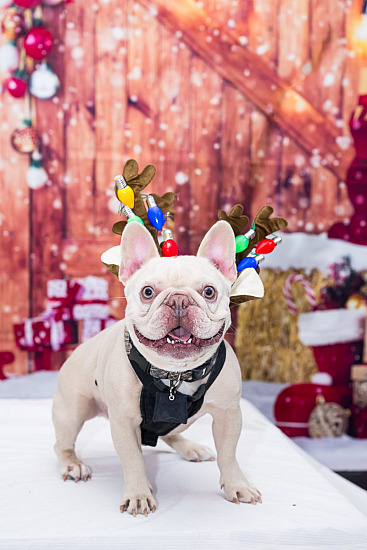 CAHS Open House - pet portraits